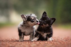 puppies kissing Meme Template