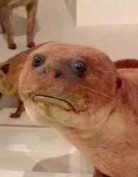 Taxidermy Otter Meme Template