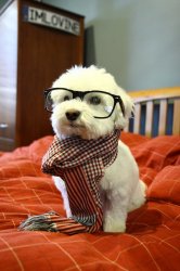 Hipster Dog Meme Template