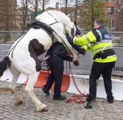Police Horse Meme Template
