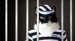 cat in prison Meme Template