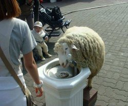 sheep drinking at water fountain Meme Template