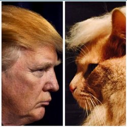 Trump - Cat Meme Template