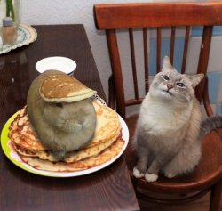 Hare In Mah Pancakes Meme Template