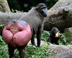 Donald trump baboon rump Meme Template