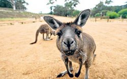 Nosy Kangaroo Meme Template