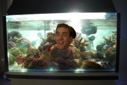 Age of Nic Cage in Aquariums Meme Template