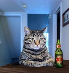 Most Interesting Cat In The World Meme Template