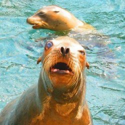 Funny Face Seal Meme Template