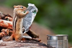 squirrel reading paper Meme Template