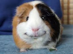 happy guinea pig Meme Template
