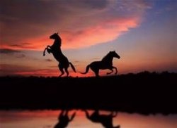 Sunset with horses Meme Template