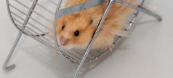 Nihilistic Hamster Meme Template
