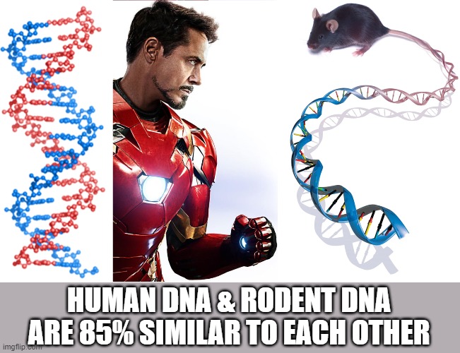 genetic similarity | HUMAN DNA & RODENT DNA ARE 85% SIMILAR TO EACH OTHER | image tagged in dna,science | made w/ Imgflip meme maker