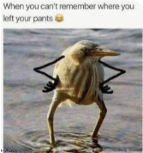 Repost of the funniest thing I've seen in the past 24 hours (send help I'm going insane) | image tagged in birds,arms,confused | made w/ Imgflip meme maker