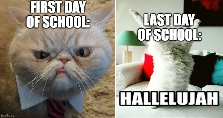 School Year | FIRST DAY OF SCHOOL:; LAST DAY OF SCHOOL: | image tagged in cats school | made w/ Imgflip meme maker