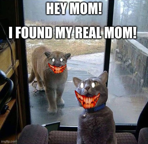 Kat the Ciller | HEY MOM! I FOUND MY REAL MOM! | image tagged in house cat with mountain lion at the door | made w/ Imgflip meme maker
