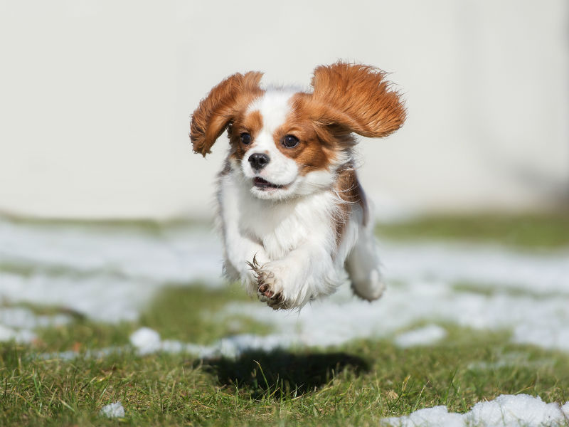 Puppy Blank Meme Template