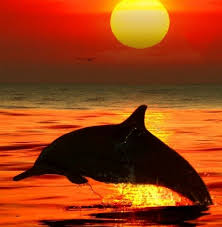 High Quality Sunrise Dolphin Blank Meme Template