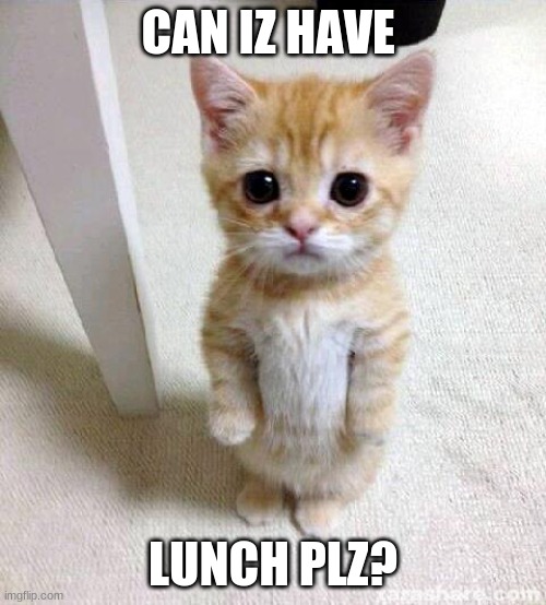 Cute Cat Meme | CAN IZ HAVE; LUNCH PLZ? | image tagged in memes,cute cat | made w/ Imgflip meme maker