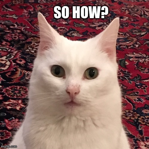 So How | SO HOW? | image tagged in possessed cat | made w/ Imgflip meme maker