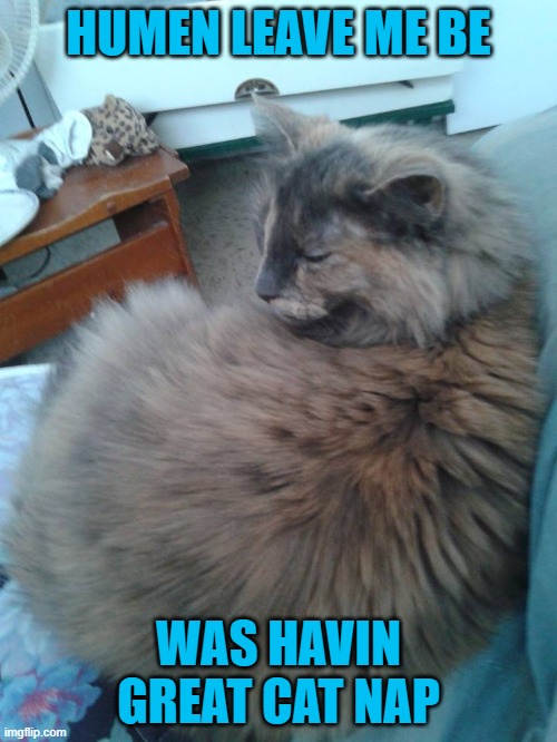 Sleep Interrupted | HUMEN LEAVE ME BE; WAS HAVIN GREAT CAT NAP | image tagged in cat | made w/ Imgflip meme maker