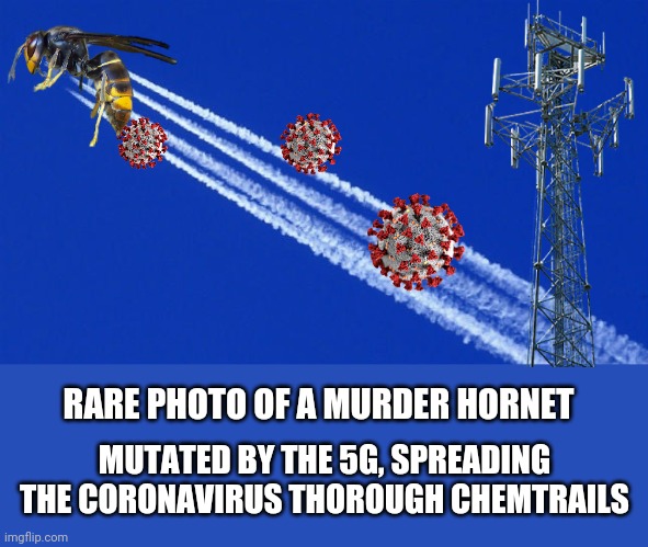 All of the puzzle pieces fit together now! | RARE PHOTO OF A MURDER HORNET; MUTATED BY THE 5G, SPREADING THE CORONAVIRUS THOROUGH CHEMTRAILS | image tagged in memes,conspiracy theory,covid-19,5g,chemtrails,wasp | made w/ Imgflip meme maker