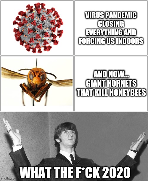 Why 2020? | VIRUS PANDEMIC CLOSING EVERYTHING AND FORCING US INDOORS; AND NOW... GIANT HORNETS THAT KILL HONEYBEES; WHAT THE F*CK 2020 | image tagged in memes,blank comic panel 2x2,covid-19,murder hornets,2020,the beatles | made w/ Imgflip meme maker