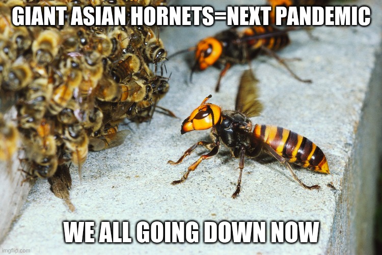 The next pandemic!? | GIANT ASIAN HORNETS=NEXT PANDEMIC; WE ALL GOING DOWN NOW | image tagged in funny | made w/ Imgflip meme maker