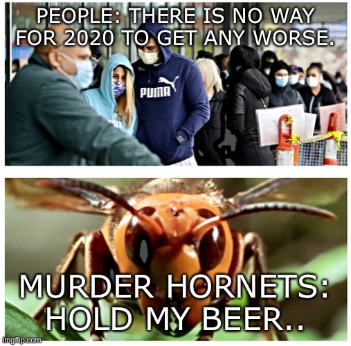 unleash the murder hornets! | PEOPLE: THERE IS NO WAY FOR 2020 TO GET ANY WORSE. MURDER HORNETS: HOLD MY BEER.. | image tagged in murder hornet,murder hornets,covid,covid19,funny | made w/ Imgflip meme maker
