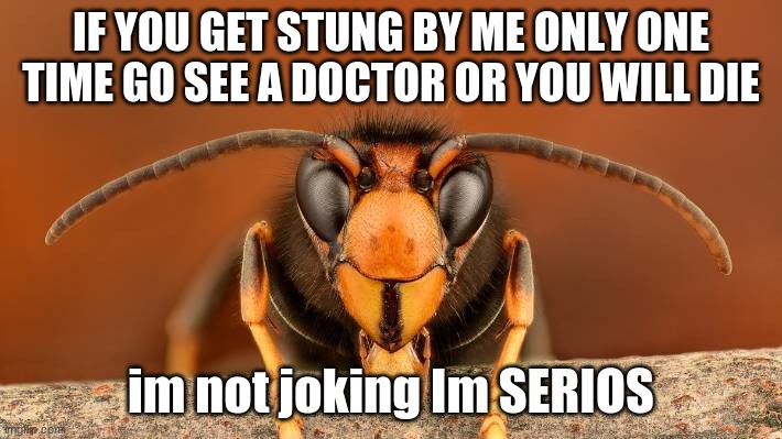 GUYS GET STUNG BY THIS AND SEE A DOCTOR THESE HORNETS WERE IN CHINA NOW THE USA | IF YOU GET STUNG BY ME ONLY ONE TIME GO SEE A DOCTOR OR YOU WILL DIE; im not joking Im SERIOS | image tagged in murder hornet,funny memes,scary | made w/ Imgflip meme maker