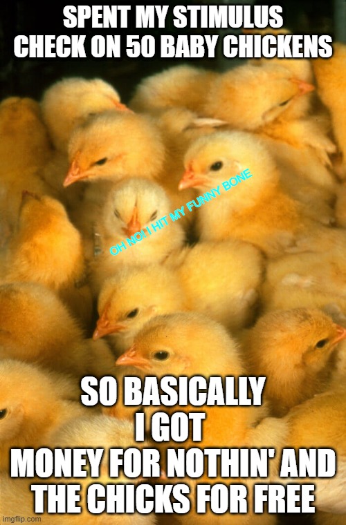 Money for nothin | SPENT MY STIMULUS CHECK ON 50 BABY CHICKENS; OH NO! I HIT MY FUNNY BONE; SO BASICALLY I GOT 
MONEY FOR NOTHIN' AND THE CHICKS FOR FREE | image tagged in stimulus,funny,money,chick | made w/ Imgflip meme maker
