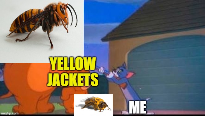 AAHHH!!!!!!!!!!! Outta My Way Can't You See He's Gonna Kick My Butt?! | YELLOW JACKETS; ME | image tagged in tom and jerry,south carolina,bees,yellow jacket,murder hornet | made w/ Imgflip meme maker