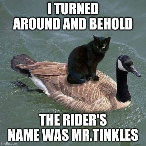 black cat riding on a goose | I TURNED AROUND AND BEHOLD; THE RIDER'S NAME WAS MR.TINKLES | image tagged in black cat riding on a goose | made w/ Imgflip meme maker