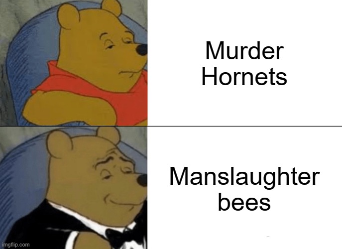 bees image tagged in memes,tuxedo winnie the pooh,murder hornets,funny,funn...