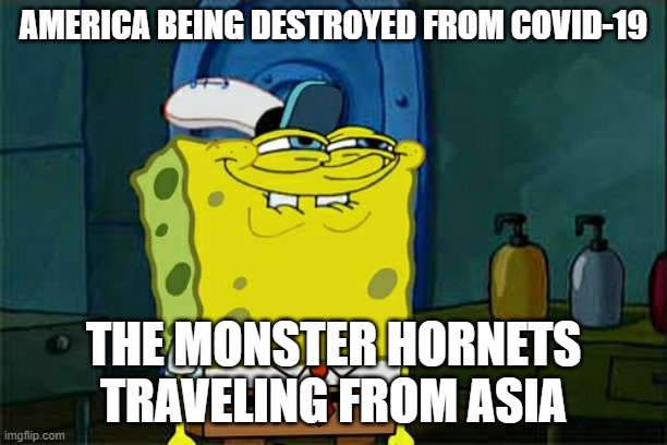 Oh noes what has become of the world | AMERICA BEING DESTROYED FROM COVID-19; THE MONSTER HORNETS TRAVELING FROM ASIA | image tagged in memes,don't you squidward | made w/ Imgflip meme maker