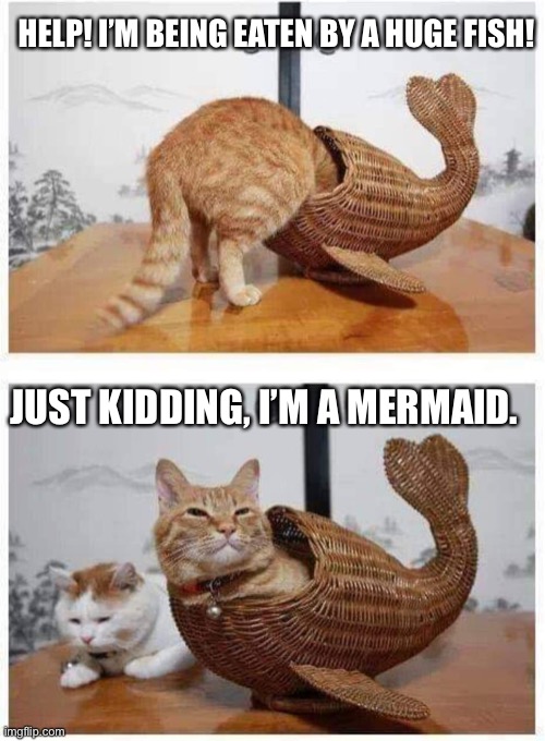 HELP! I’M BEING EATEN BY A HUGE FISH! JUST KIDDING, I’M A MERMAID. | image tagged in cat,mermaid | made w/ Imgflip meme maker