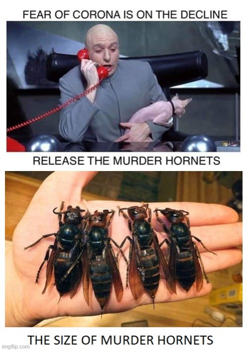 Murder Hornets | image tagged in united nations,dr evil,hornets,plague | made w/ Imgflip meme maker