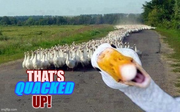 GOOSE | THAT’S UP! QUACKED | image tagged in goose | made w/ Imgflip meme maker