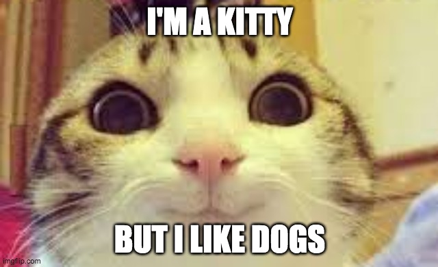 Kitty | I'M A KITTY; BUT I LIKE DOGS | image tagged in cats | made w/ Imgflip meme maker