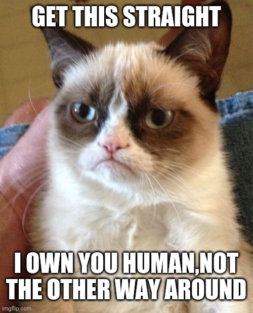 Grumpy Cat | GET THIS STRAIGHT; I OWN YOU HUMAN,NOT THE OTHER WAY AROUND | image tagged in memes,grumpy cat | made w/ Imgflip meme maker