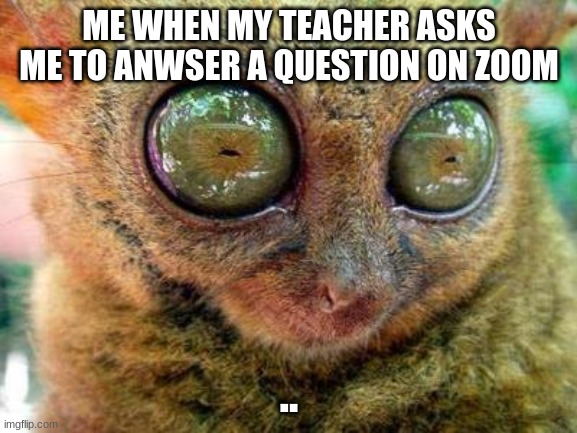 zoom | ME WHEN MY TEACHER ASKS ME TO ANWSER A QUESTION ON ZOOM; .. | image tagged in no sleep for lemur | made w/ Imgflip meme maker