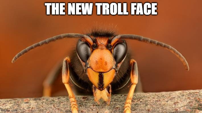 Murder Hornet | THE NEW TROLL FACE | image tagged in murder hornet | made w/ Imgflip meme maker