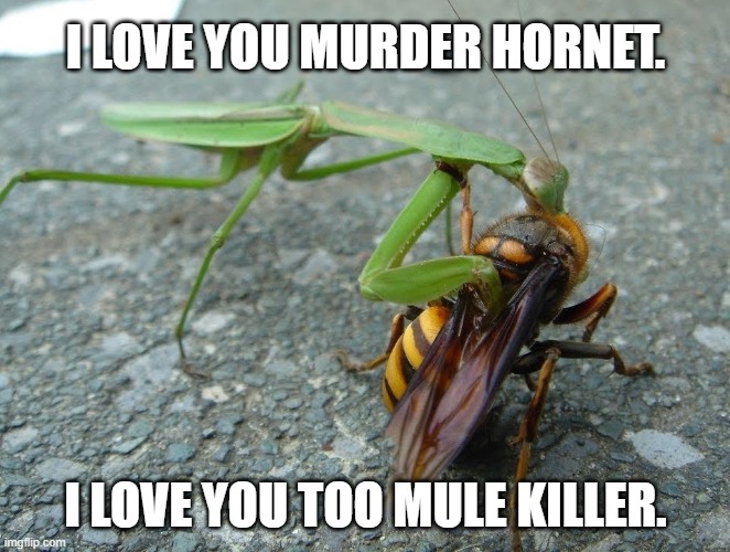 Murder Hornet and Mule Killer | I LOVE YOU MURDER HORNET. I LOVE YOU TOO MULE KILLER. | image tagged in bugs | made w/ Imgflip meme maker