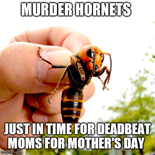 Murder hornets for mother's day | MURDER HORNETS; JUST IN TIME FOR DEADBEAT MOMS FOR MOTHER'S DAY | image tagged in murder hornets | made w/ Imgflip meme maker