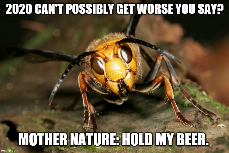 Killer Hornets 2020 | 2020 CAN'T POSSIBLY GET WORSE YOU SAY? MOTHER NATURE: HOLD MY BEER. | image tagged in nature,mother nature,2020,bees,apocalypse,we're all doomed | made w/ Imgflip meme maker