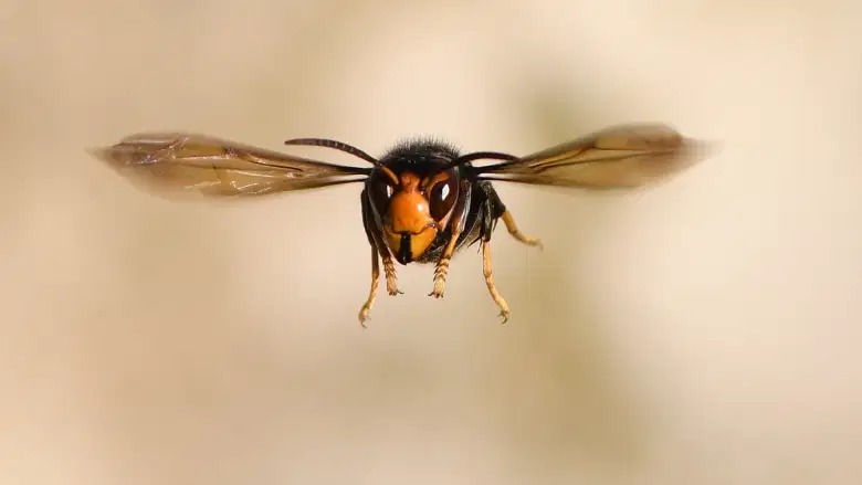 Murder Hornet Blank Meme Template