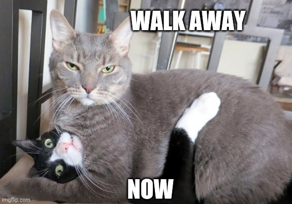 HELP | WALK AWAY; NOW | image tagged in cats,funny cats | made w/ Imgflip meme maker