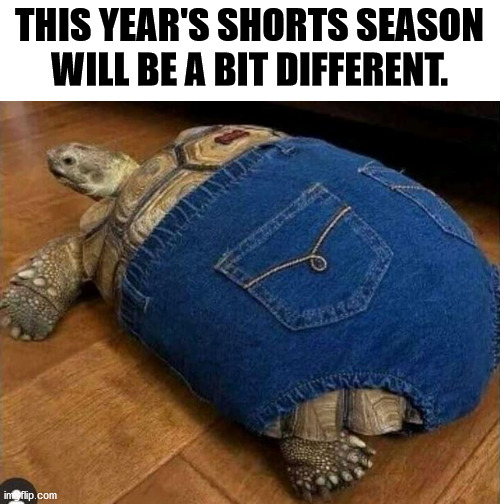Turtle Shorts | THIS YEAR'S SHORTS SEASON WILL BE A BIT DIFFERENT. | image tagged in turtle | made w/ Imgflip meme maker