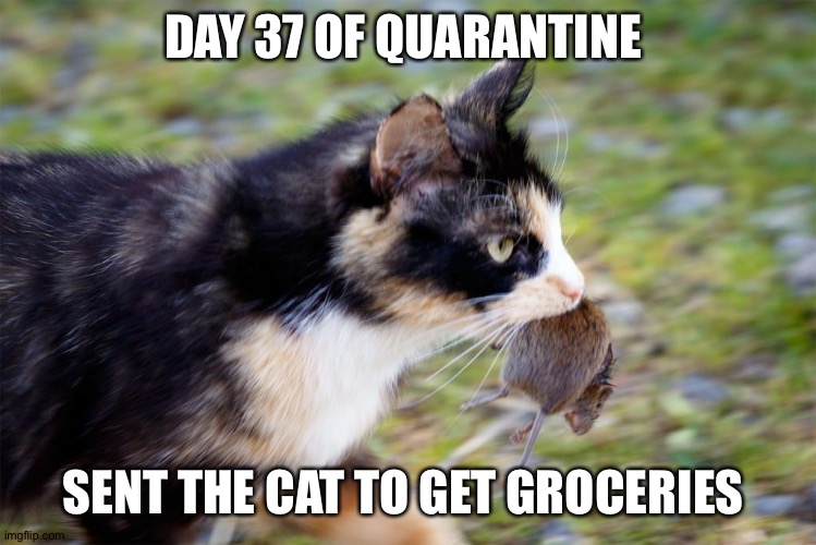 I'm hungry | DAY 37 OF QUARANTINE; SENT THE CAT TO GET GROCERIES | image tagged in funny memes | made w/ Imgflip meme maker